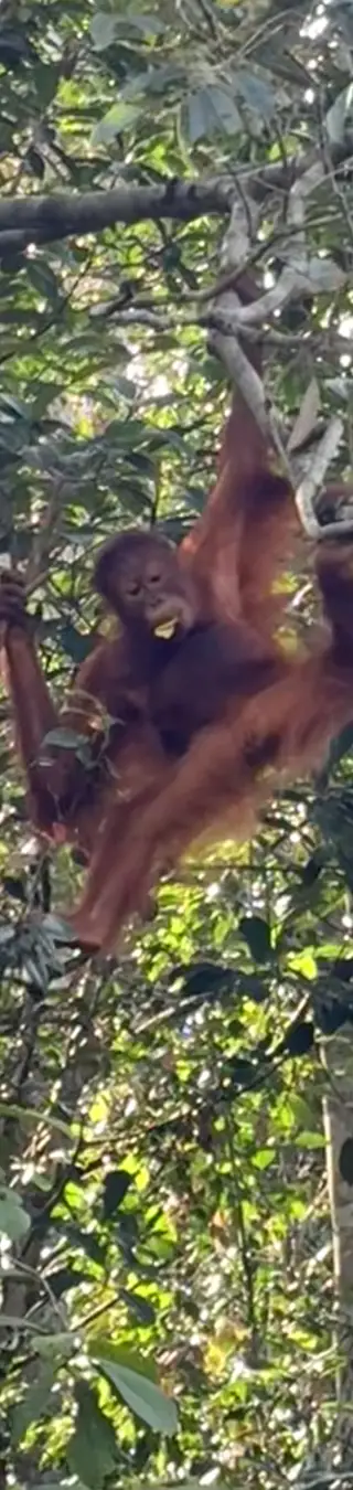 Orang-Utan.
